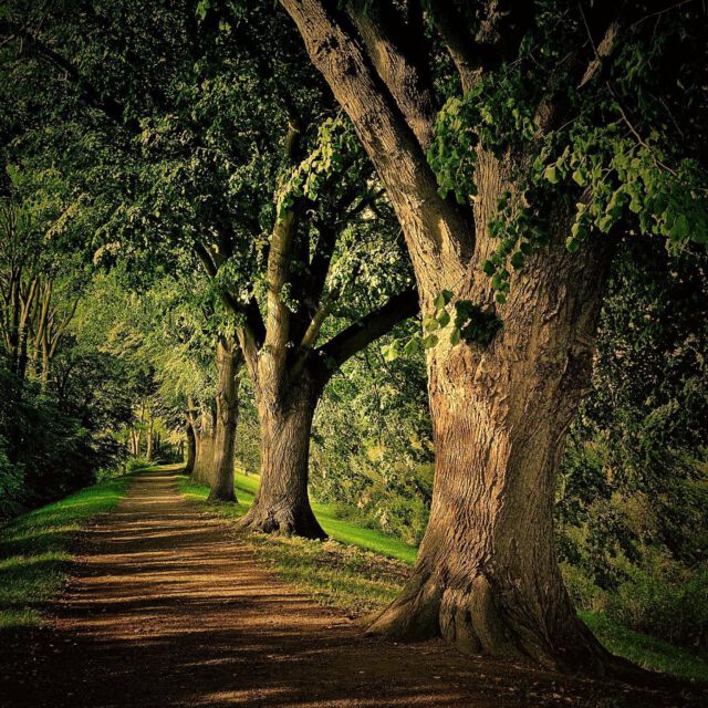#bunthäuserspitze wo sich #norderelbe und #süderelbe treffen | #hamburg #elbe #moorwerder #welovehamburg #tree #mood