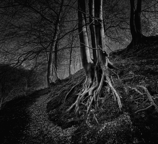 #hamburg #sw #forest #mellingburgerschleuse #bnw #drama