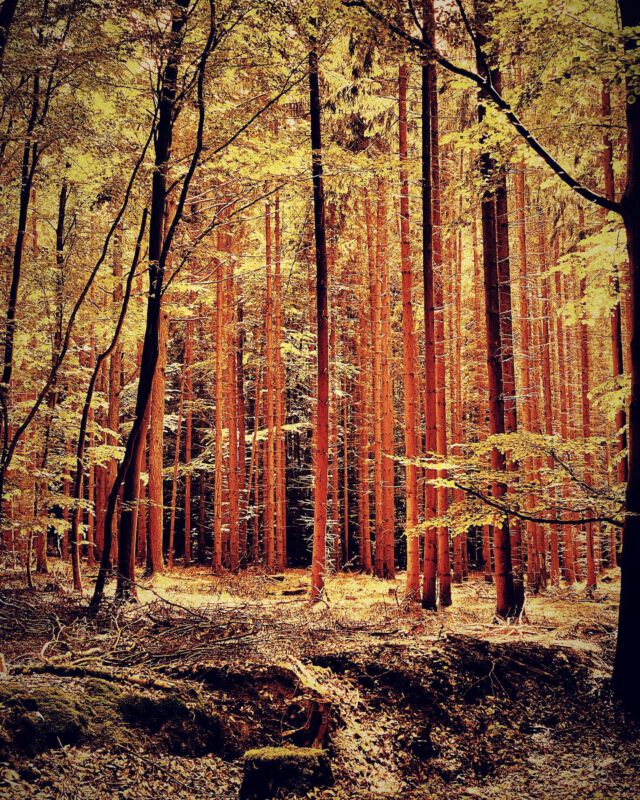 #spaziergang im #sachsenwald bei #friedrichsruh | #wald #forest #germany #hamburg #aumühle